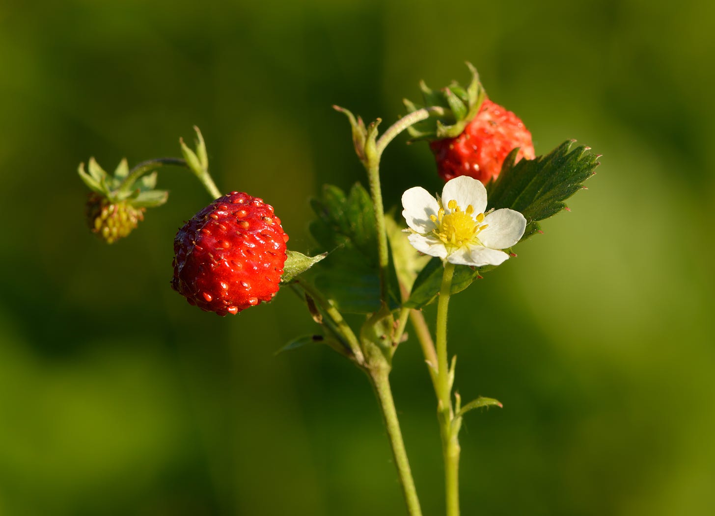 Eesti: Metsmaasikas (Fragaria vesca). Pakri poolsaar. English: Wild strawberry (Fragaria vesca). Pakri peninsula. Date	25 June 2013, 19:58:50 Source	Own work Author	Ivar Leidus