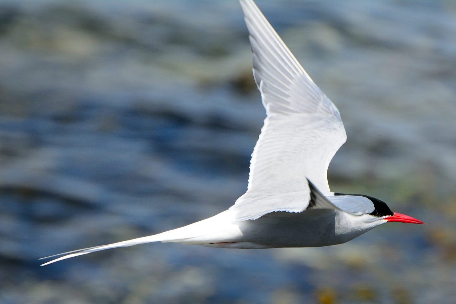 How Far Does the Arctic Tern Migrate? - American Oceans