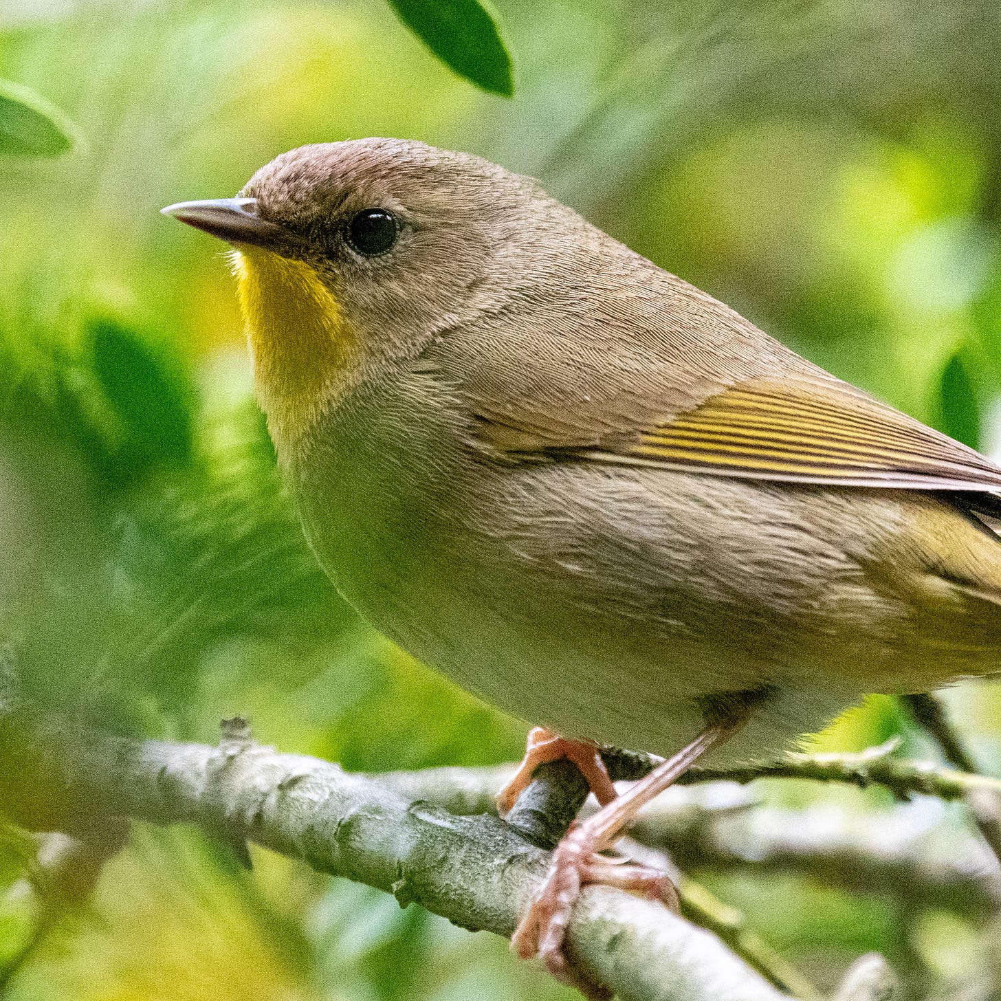Close-up of the face of a female common yellowthroat