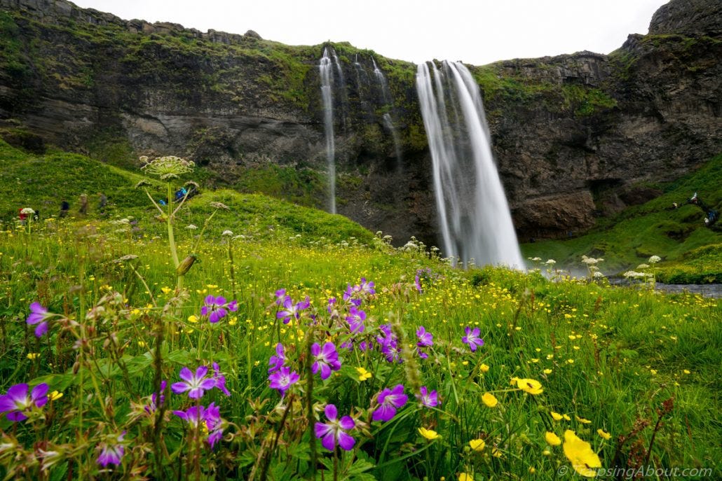 Lovely Seljalandsfoss drops 180 feet. Wildflowers are firing this time of year!