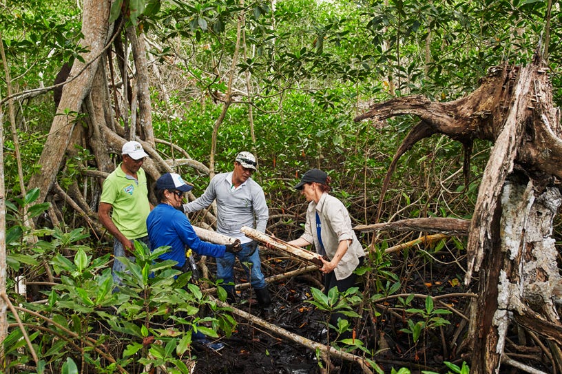 Conserving mangroves, a lifeline for the world - Apple