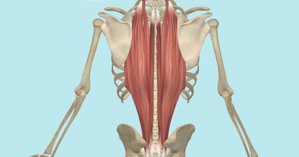 The Erector Spinae Muscles, Its Attachments and Actions - Yoganatomy