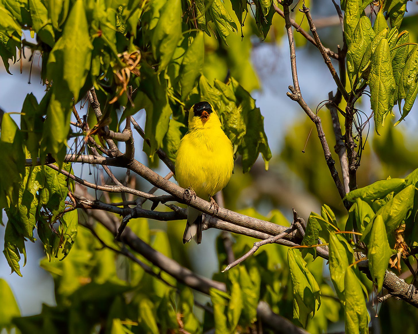 Male goldfinch perched on a branch among unfurling leaves