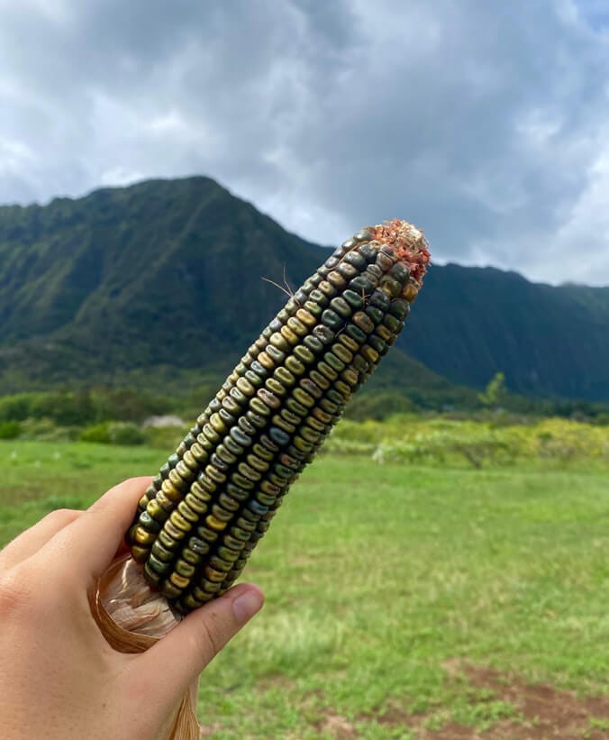 Hand holding corn with mountains in the background