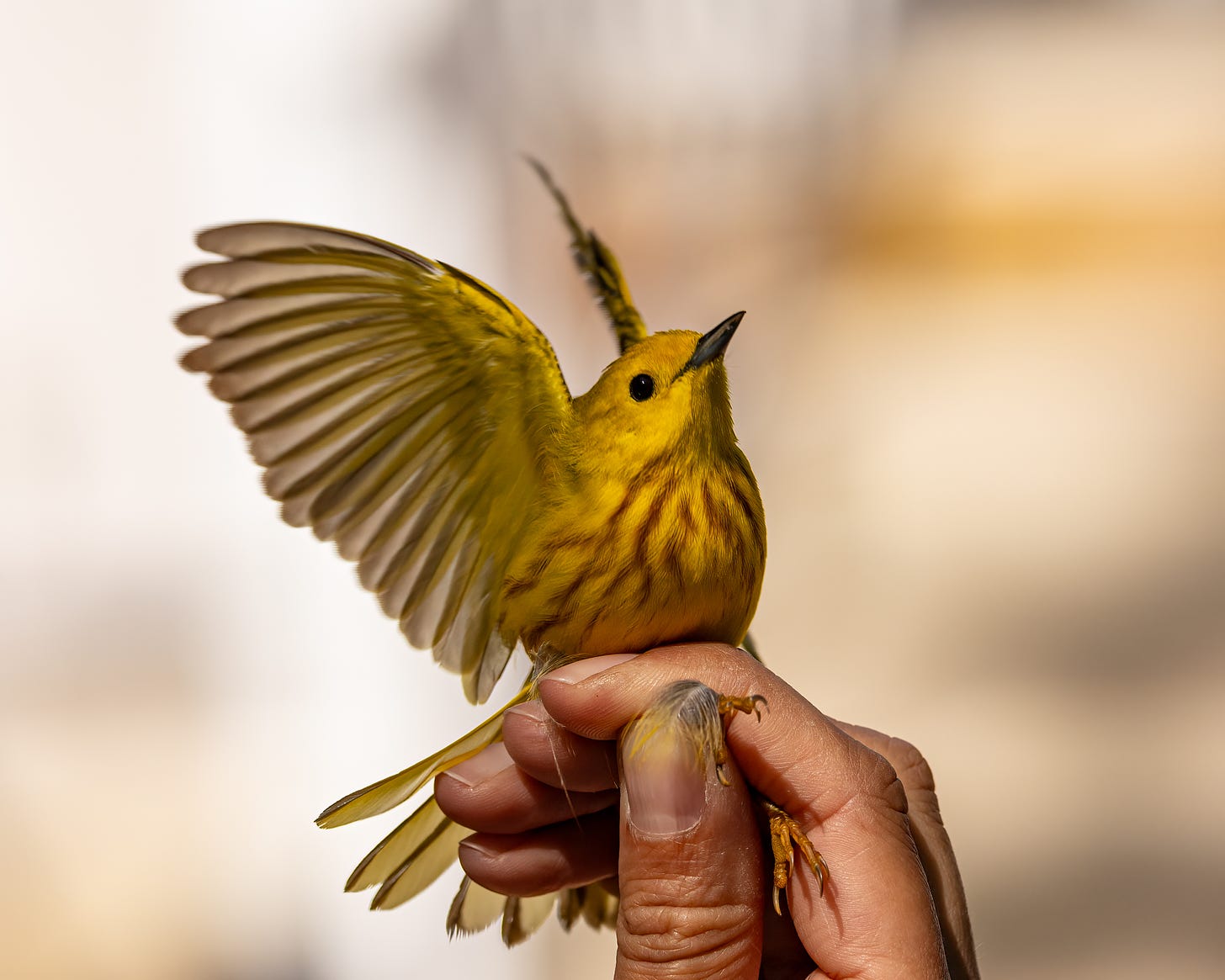 In this image, a human hand shows a yellow warbler being held. It is flapping its wings, and you can see the bright red streaks on its chest.