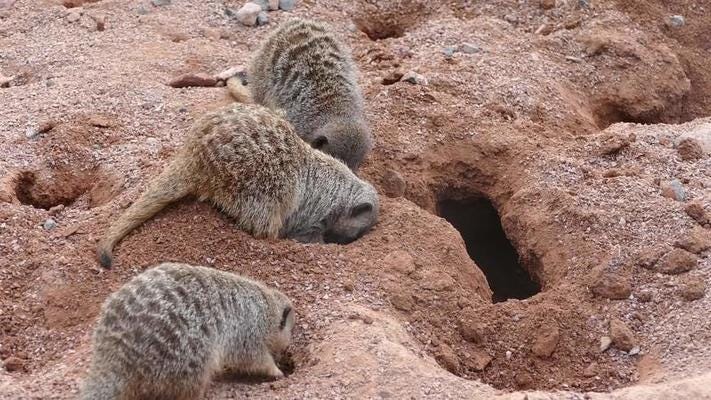 Meerkats Digging Holes 14854913 Stock Video at Vecteezy