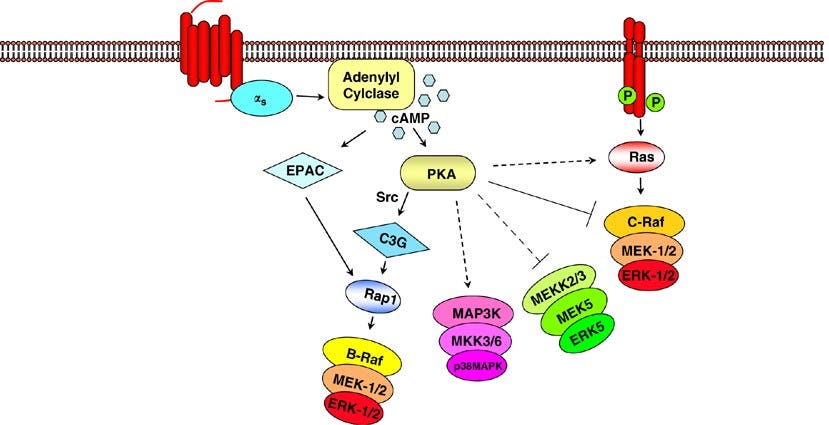 G Protein regulation of MAPK networks | Oncogene