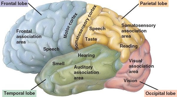 How does the cerebral cortex relate to consciousness and how we process the  world around us? - Quora