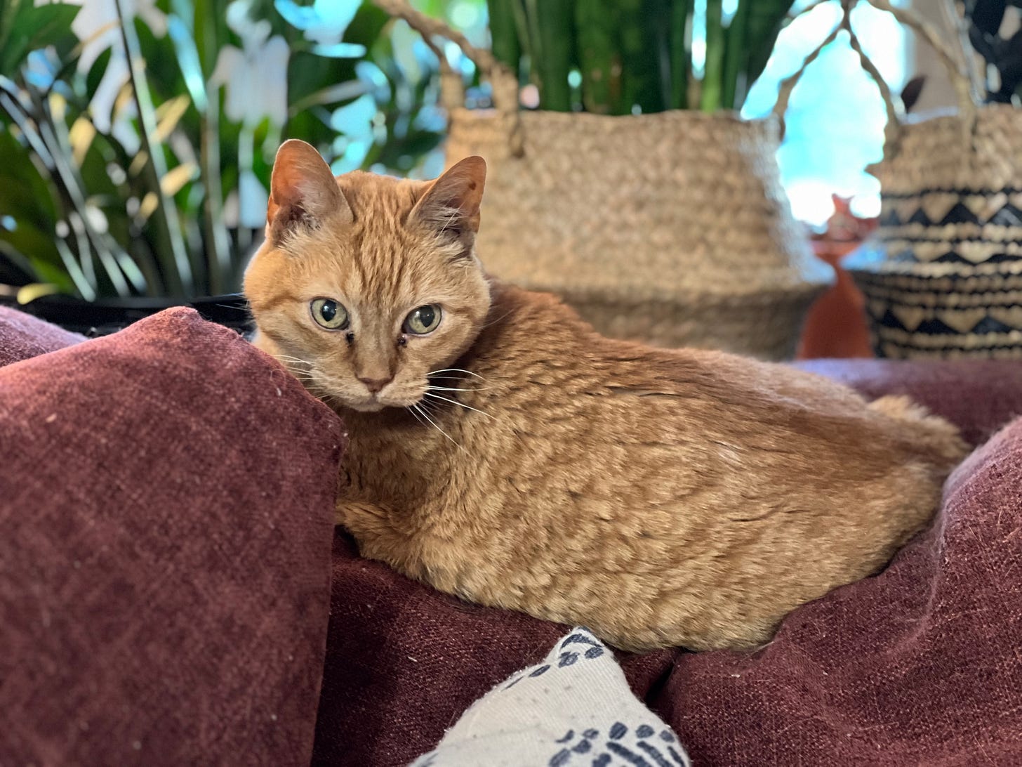 an orange, short-hair tabby cat sitting on a burgundy couch in front of several houseplants, looking at the camera