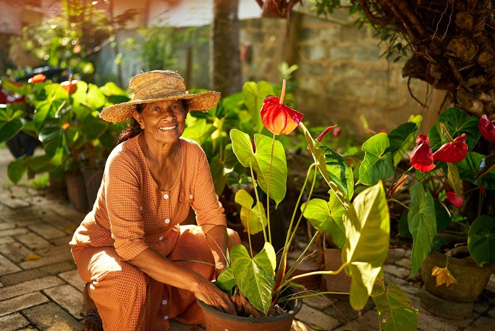 Elderly Sri Lankan cheerful woman sitting in her garden taking care of blooming plants in pots. Farming and gardening.