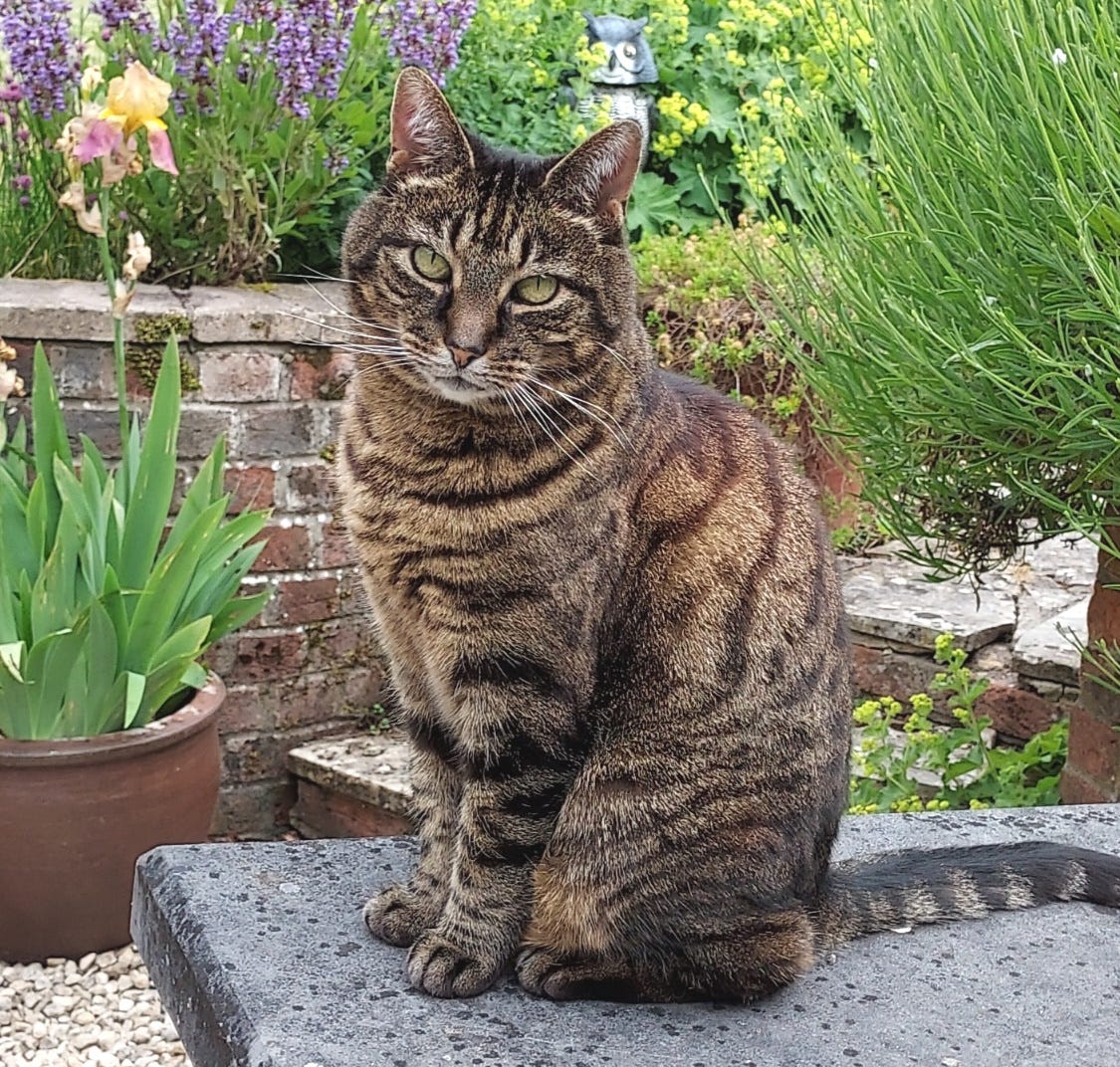 Beautiful tabby cat sitting and looking into camera, with a garden behind her