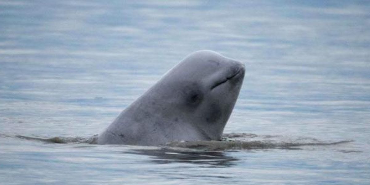 Cook Inlet beluga whale with head coming out of water