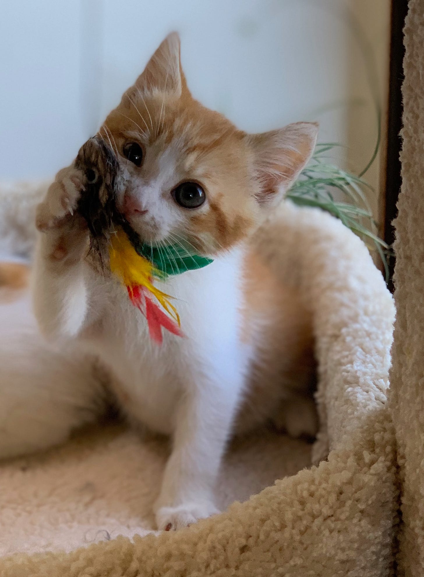 A kitten playing with a feather toy