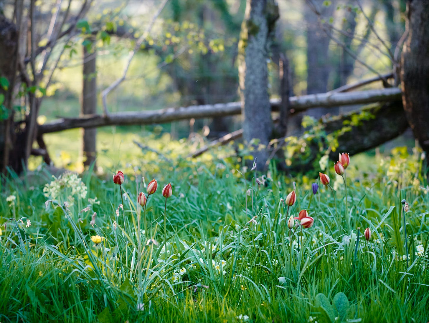 red and yellow flowers in a meadow