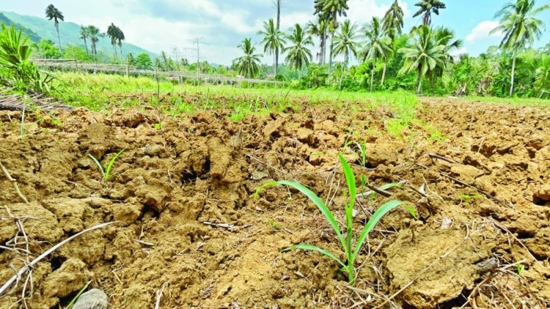 DRY EARTH. A sweet corn plant shows stunting amid the heat in Barangay Paril, Cebu City on April 12, 2023. Although theCity Government has given seeds to farmers, Cebu City Farmers Federation president Elecio Cantano says farmers cannot plant them if the soil is very dry. / AMPER CAMPAÑA