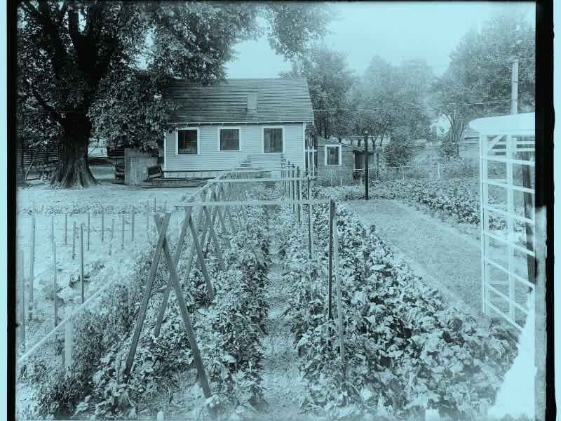 Victory Garden, Harris & Ewing Collection, between 1910 and 1920