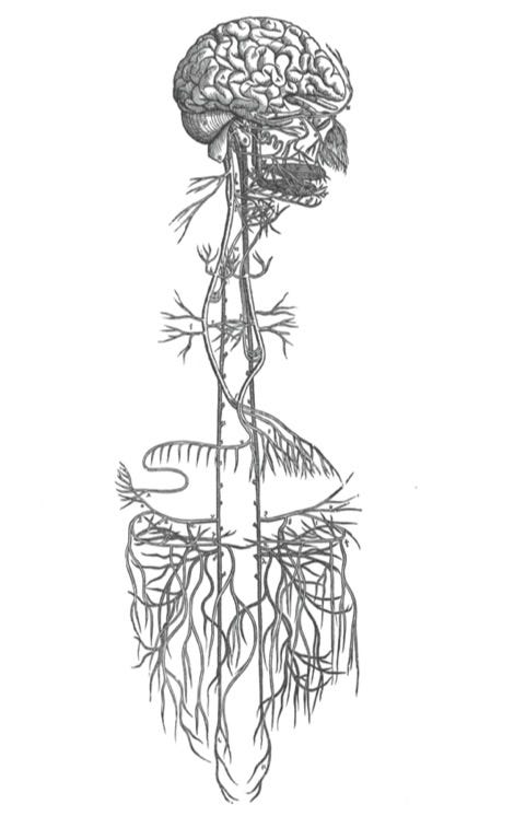 A black and white engraving of a vagus nerve, including the brain and all the nerves in the face. There are many branches, all leading down to the abdomen.