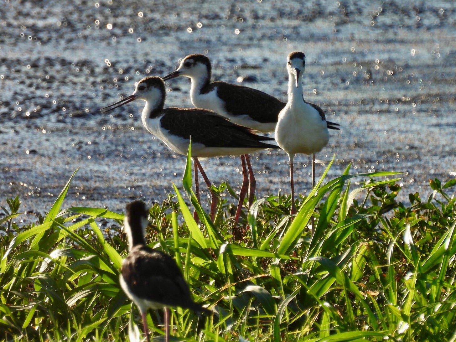 Four tall delicate-looking shorebirds stand at the grassy edge of a lustrous mud flat. They have white under parts and black stretching across the wings, back, back of the neck, and crown. Their bills are dainty, black, and medium-long. Their legs are lanky and pink.