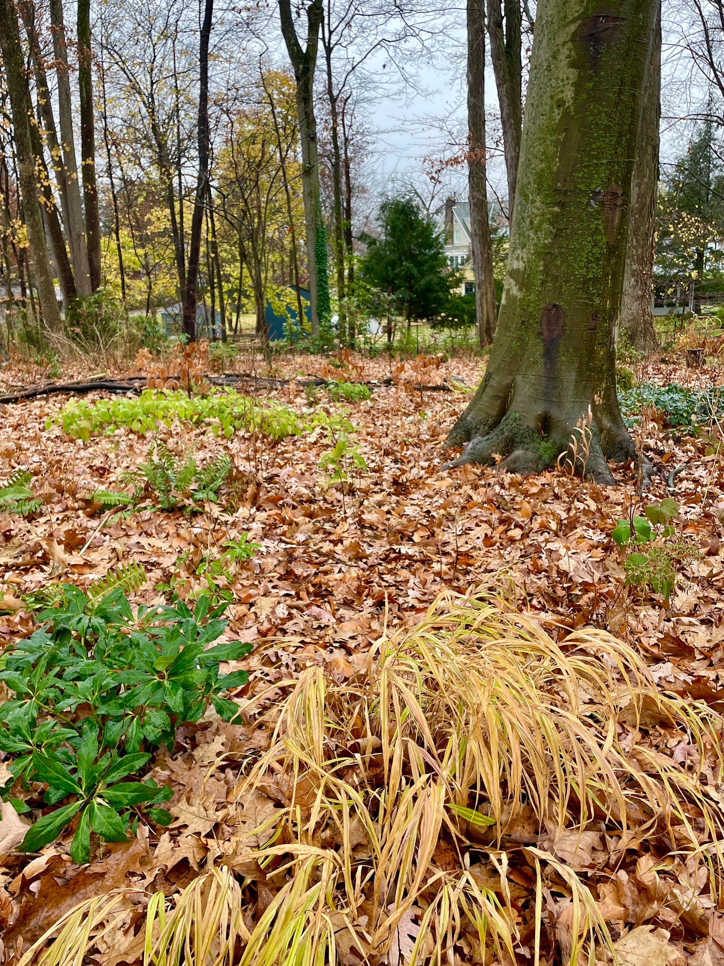 The Beech bed has a growing number of evergreens for ground cover during the winter. Helleborus niger, Epimediums and Wood Spurge being the best of the lot. This is also where my Cyclamen have (finally) learned to thrive.