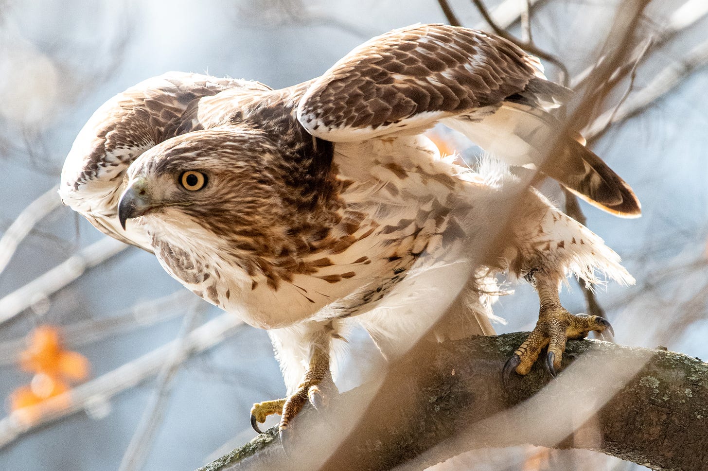 A red-tailed hawk in a crouch, its wings up in a shrug, in anticipation of launching into flight