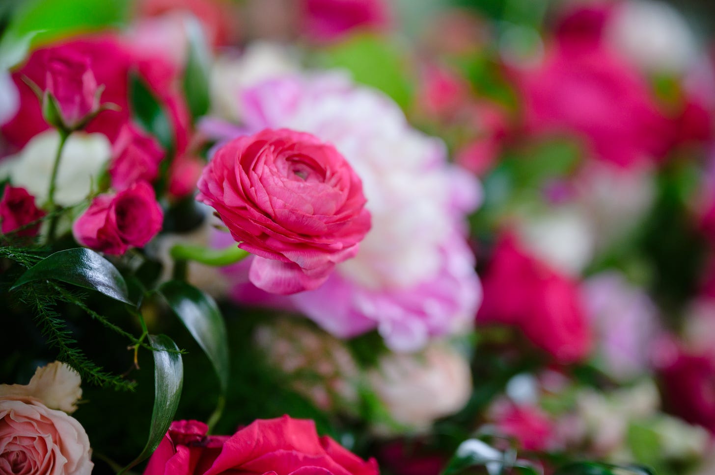 Hot pink ranunculus flower in a bed of varied pink flowers with dark greenery surrounding the flowers for a wedding at Gervasi Vineyard 