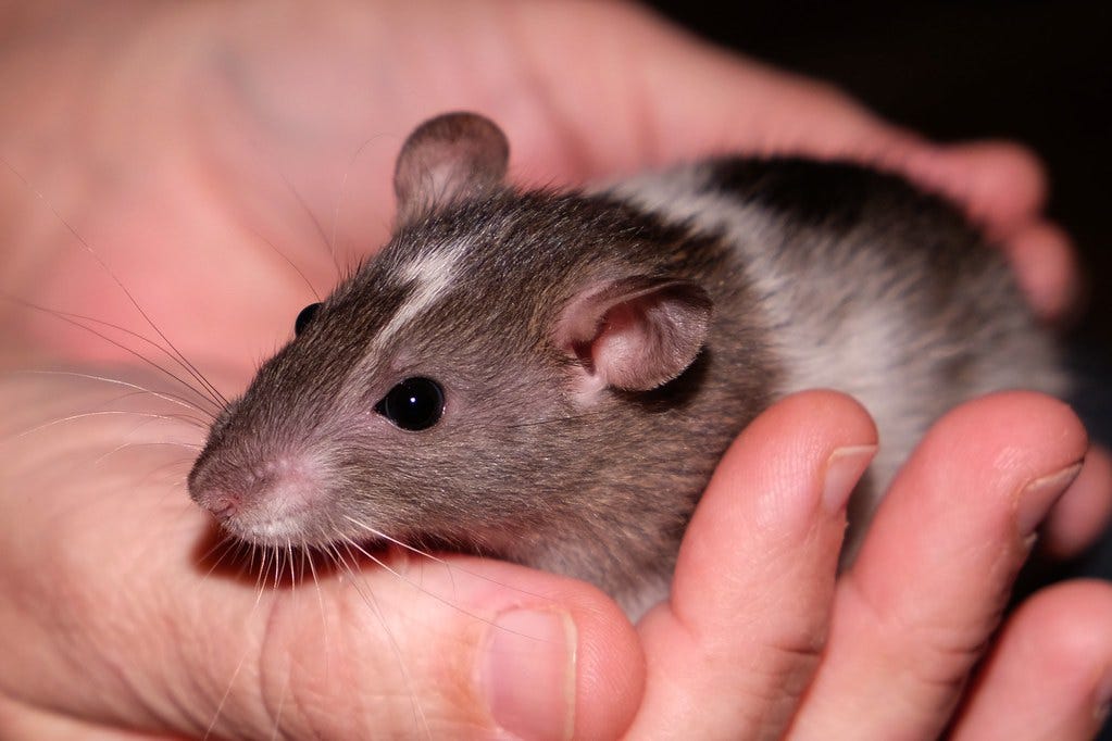 month old rat in a human's hands "Rat babies 32 Days Old" by Forsaken Fotos is licensed under CC BY 2.0.