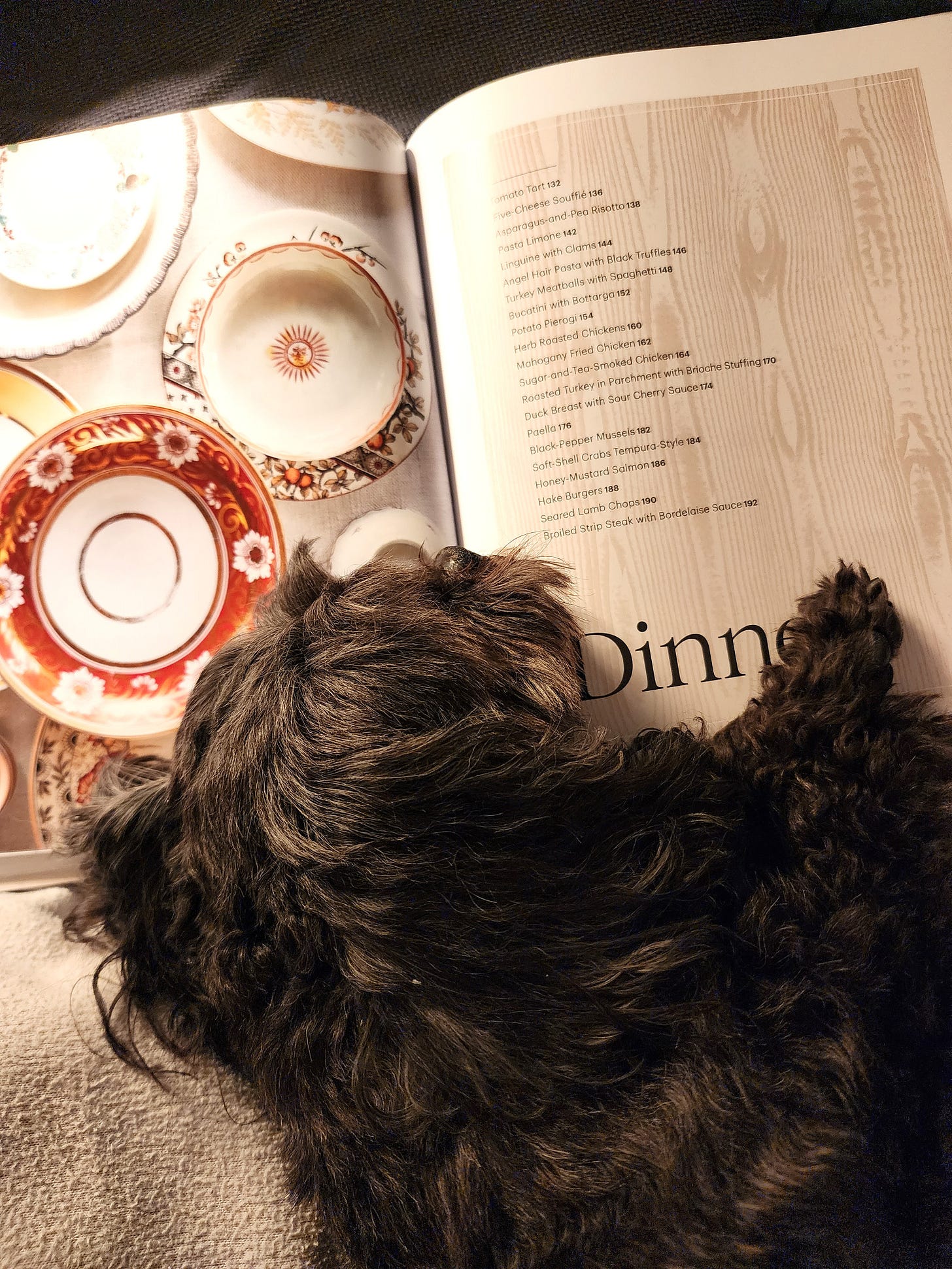 Fluffy dog sleeping on open cookbook