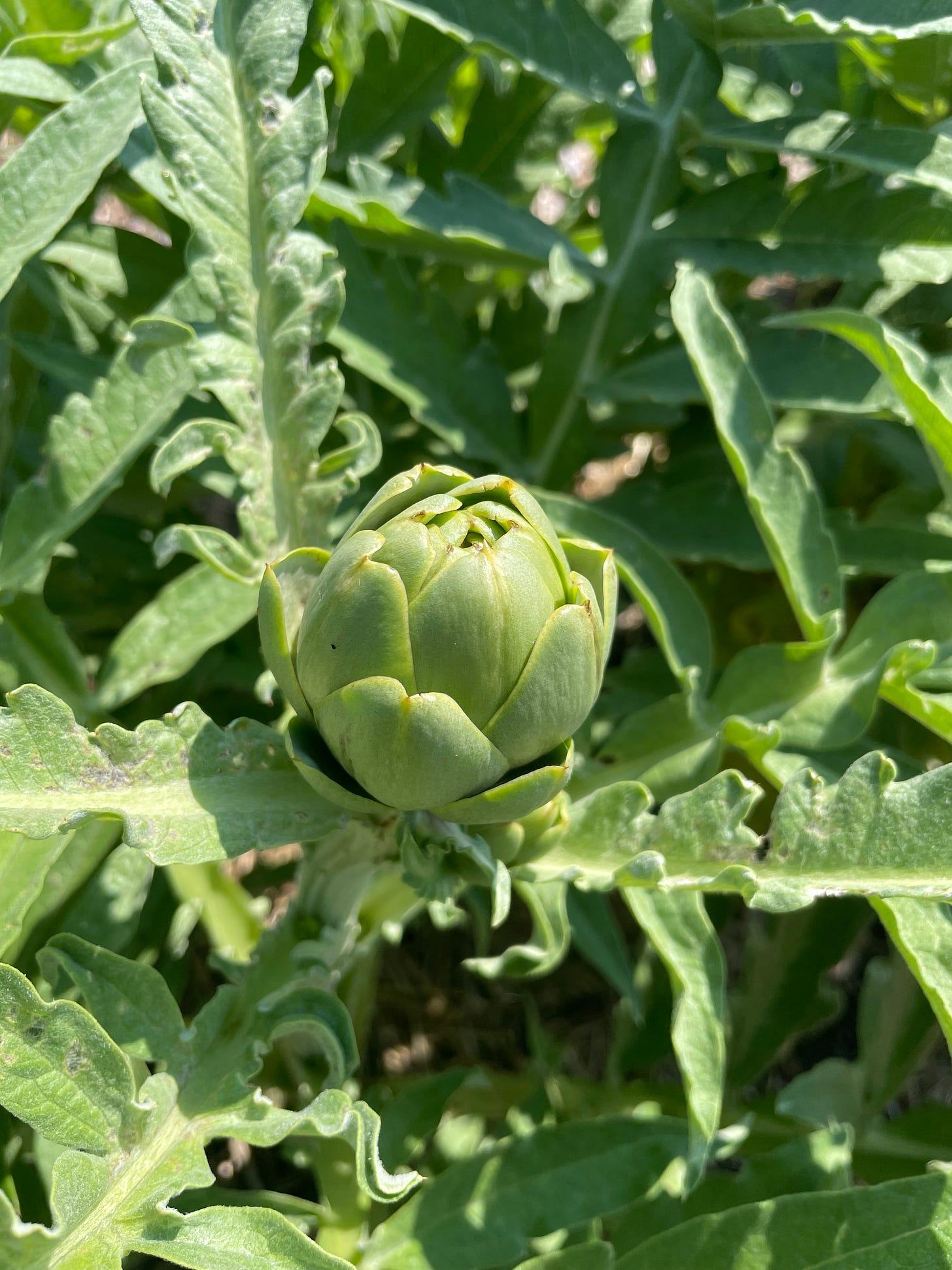 a baby artichoke