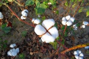 Cotton plant. Pixabay