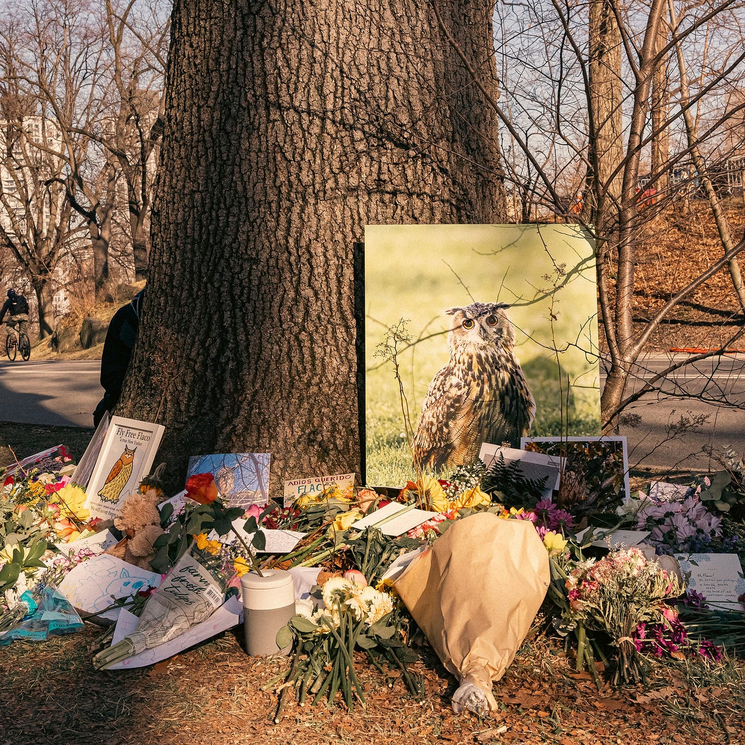 Mourning Flaco, the Owl Who Escaped | The New Yorker