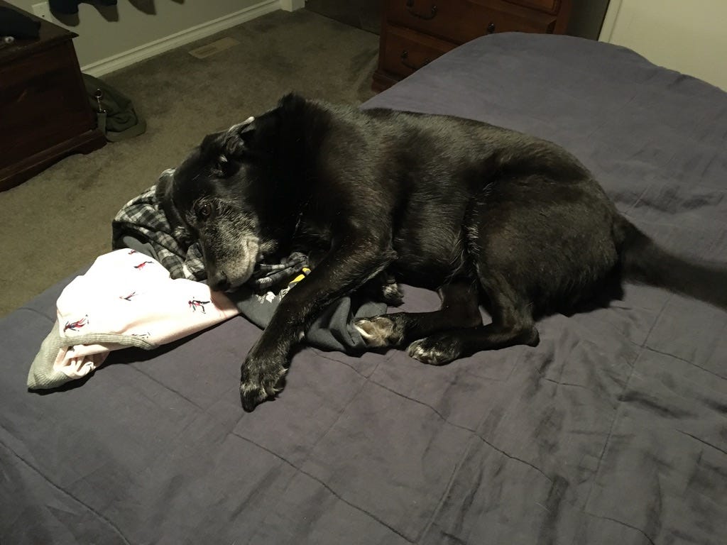 Black dog lying on clothes left on the bed.