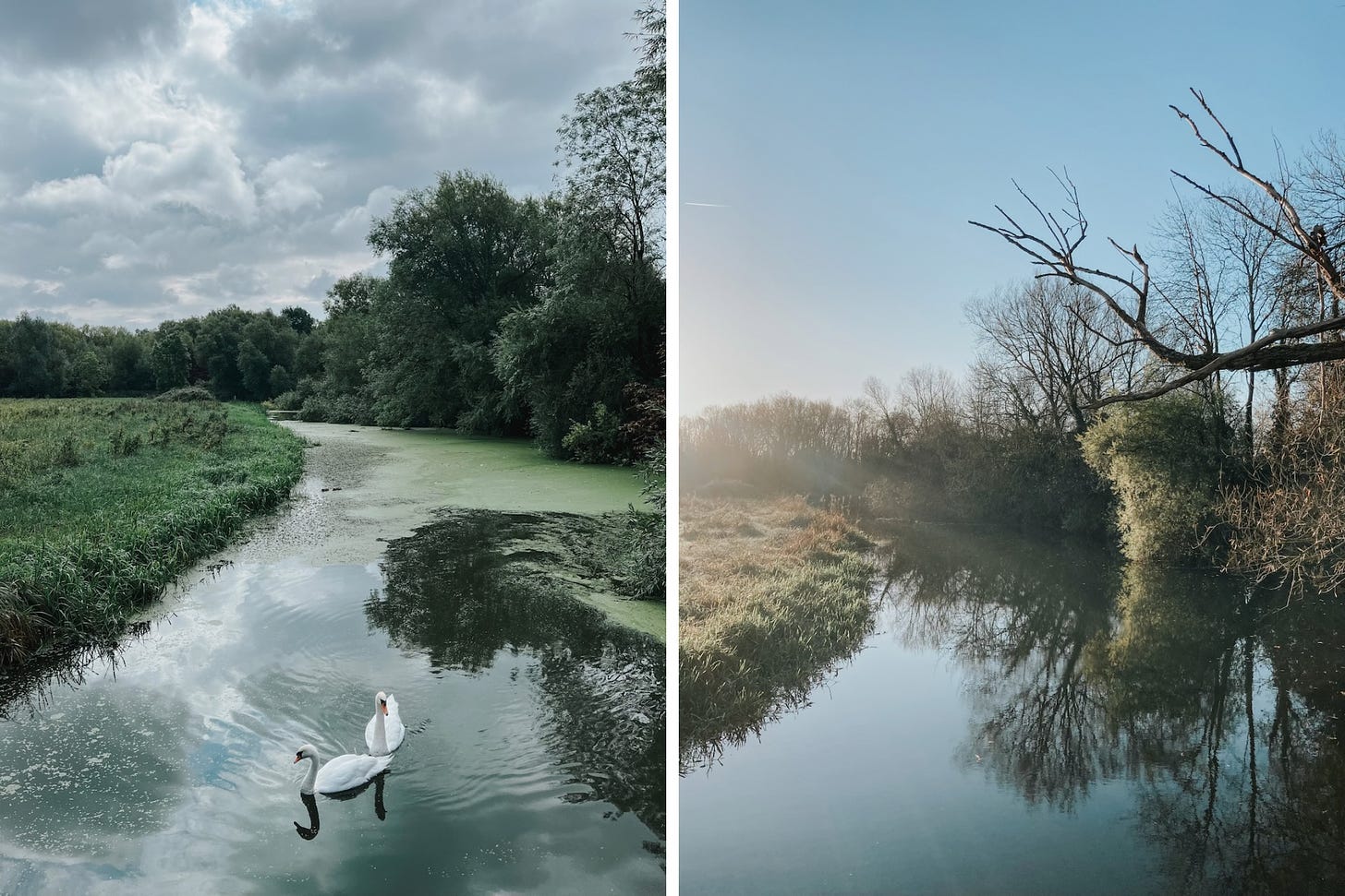 Two views of a river, one with greenery and swans, the other with leafless trees and browned meadow