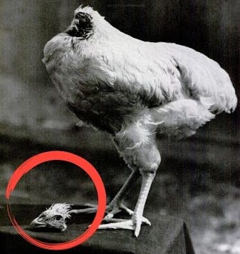 Miracle Mike The Headless Chicken that Lived 18 Months from 1945 to 1947 -  YouTube