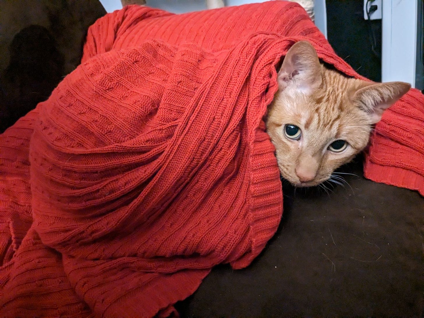 A ginger cat wrapped up in a red blanket...red as a fire engine