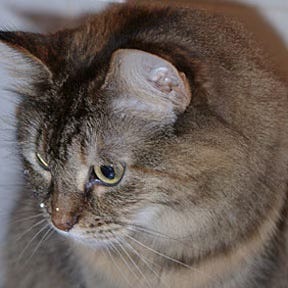 My late cat, Autumn