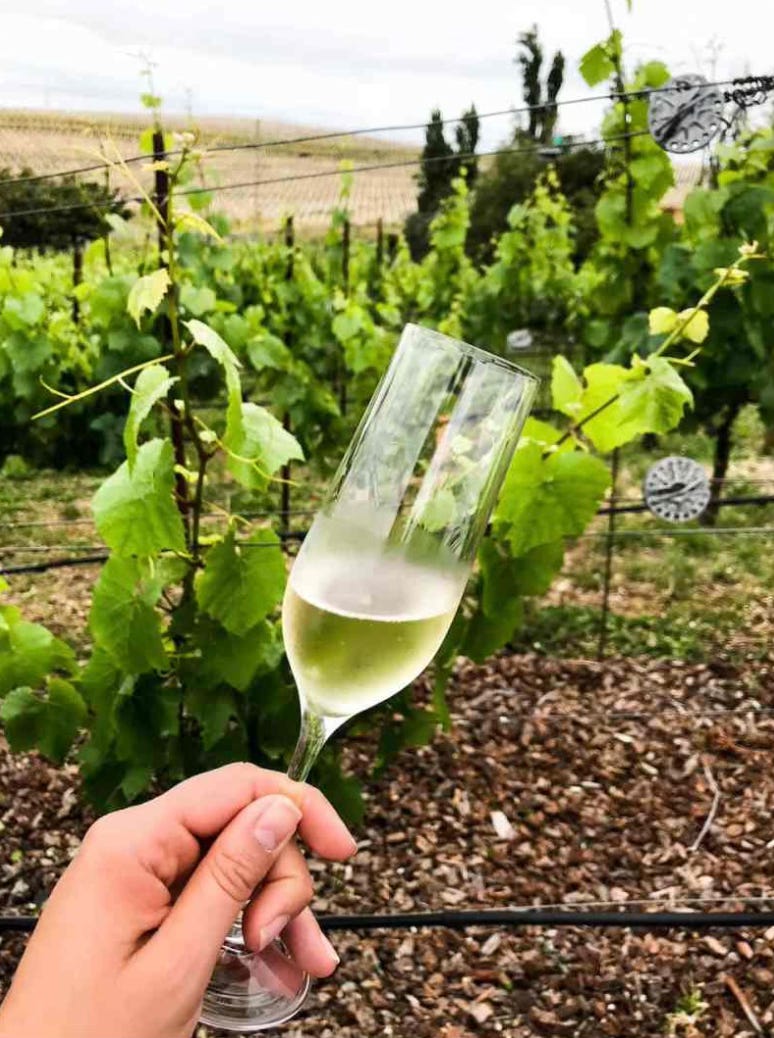 Domaine Carneros sparkling wine in the vineyards