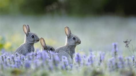 European Rabbits – Bing Wallpaper Download