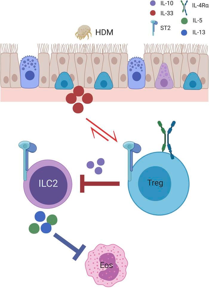 JCI Insight - IL-4Rα signaling in CD4+CD25+FoxP3+ T regulatory cells  restrains airway inflammation via limiting local tissue IL-33