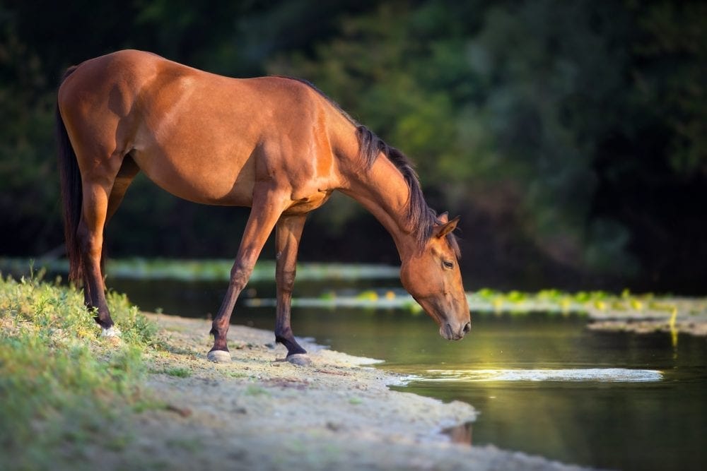 You Can Lead A Horse To Water, But Study Shows He'll Only Drink If It's The  Right Flavor - Horse Racing News | Paulick Report