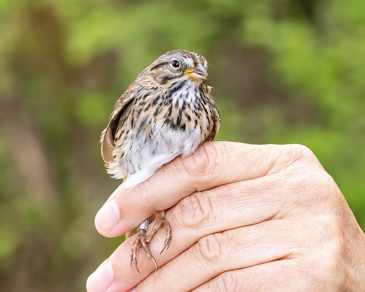 A human hand holds a Lincoln's Sparrow, which is brown and gray with fine streaks across its breast. It has a gray upper mandible and yellow lower mandible.