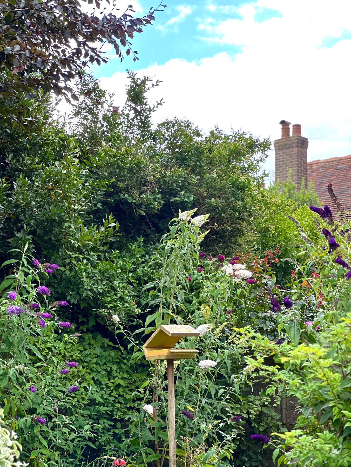 a pretty cottage garden