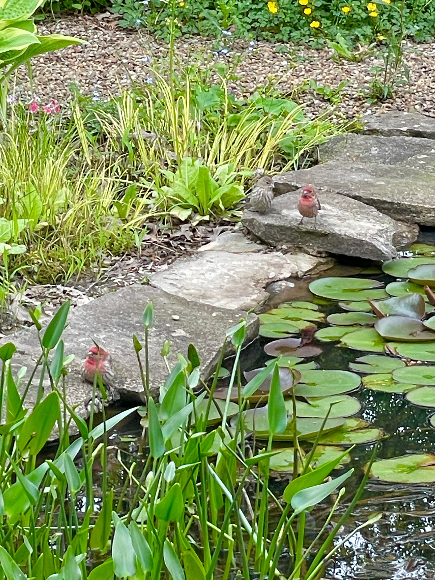 House finches taking a rest on the stones between the pond and bog near the potting shed