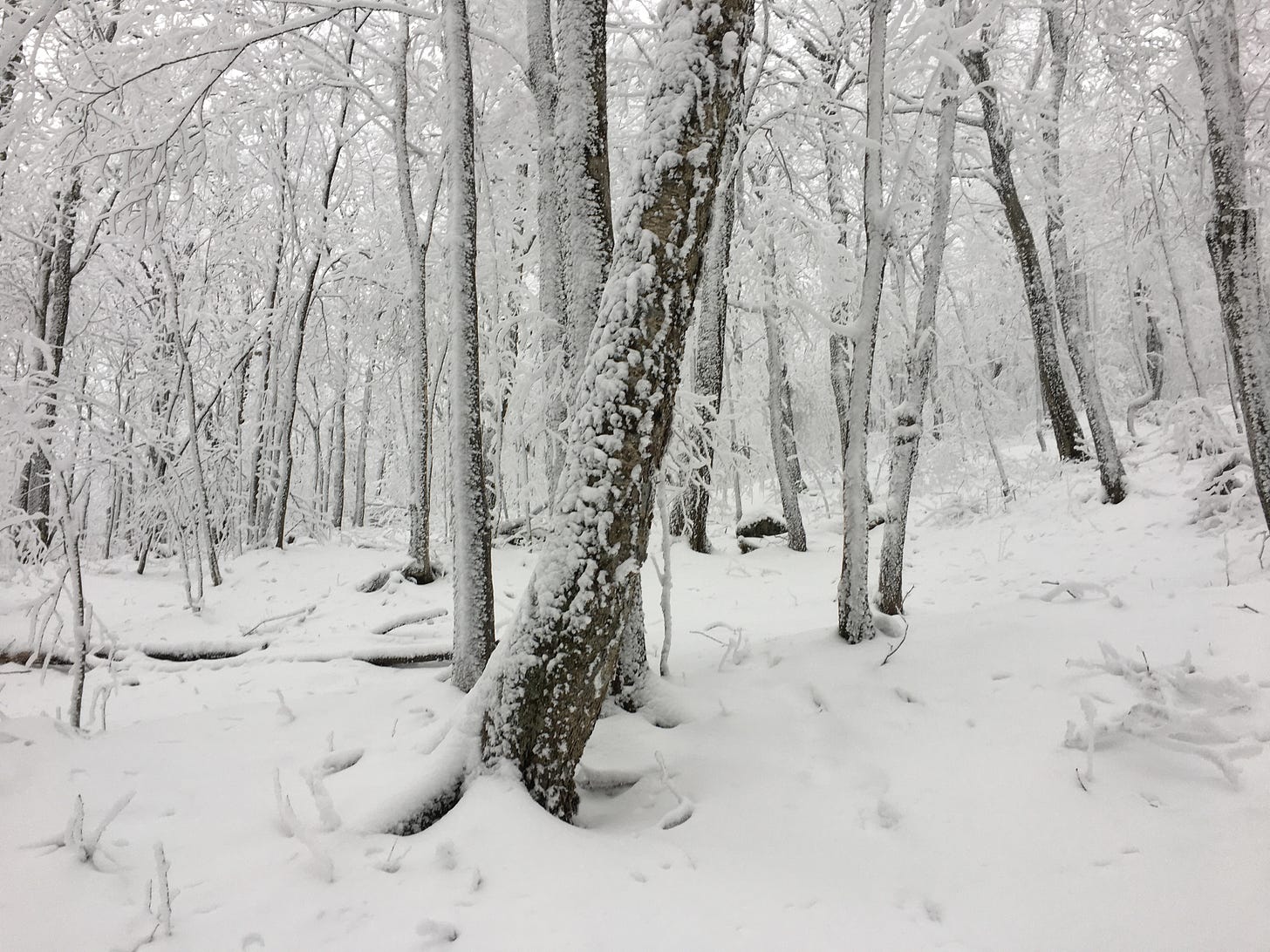 Snowy mountainside and trees in wilderness with deer tracks in the snow