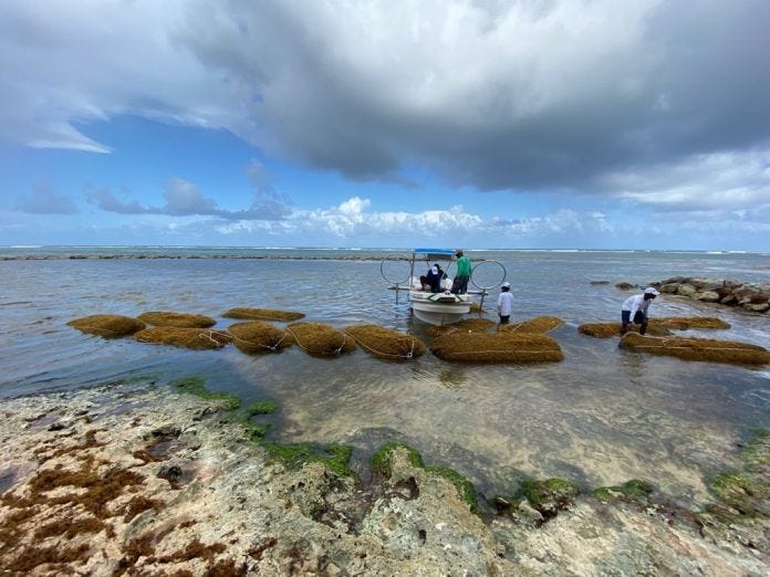 SOS Carbon, innovadora propuesta para hacer frente al sargazo en playas de  RD - Noticias de turismo - arecoa.com