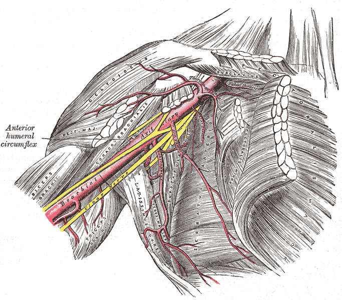 The axilla