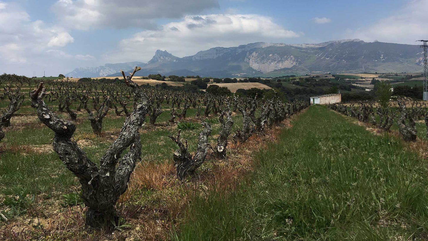 Vineyard in Rioja Alavesa