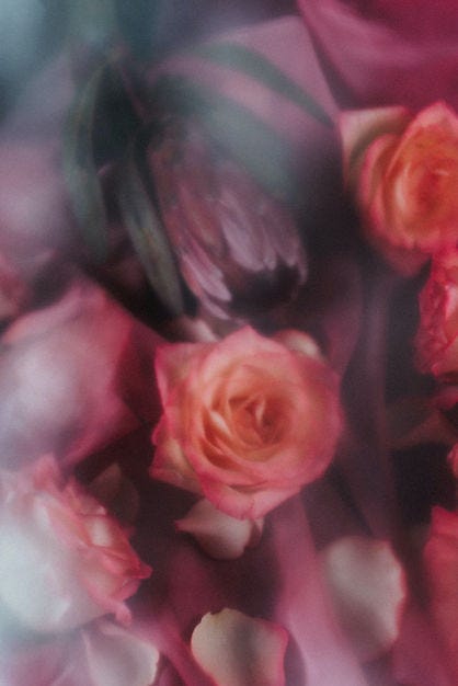 Blurred image of pink roses. 