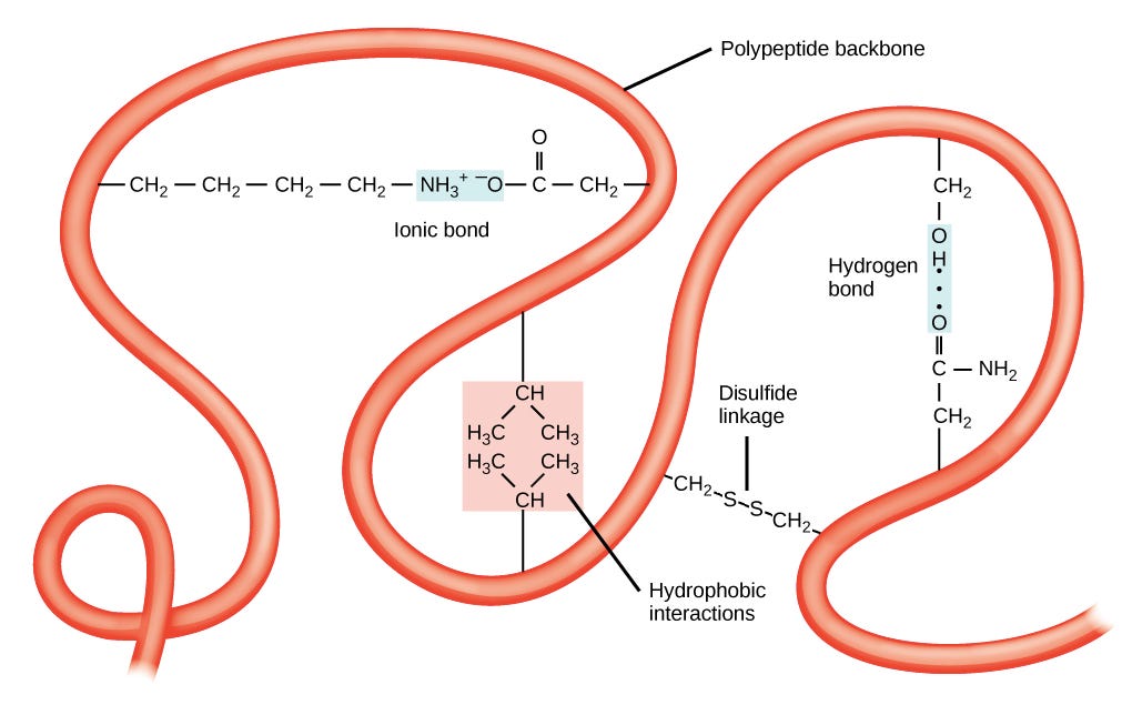 Image of a hypothetical polypeptide chain, depicting different types of side chain interactions that can contribute to tertiary structure. These include hydrophobic interactions, ionic bonds, hydrogen bonds, and disulfide bridge formation.