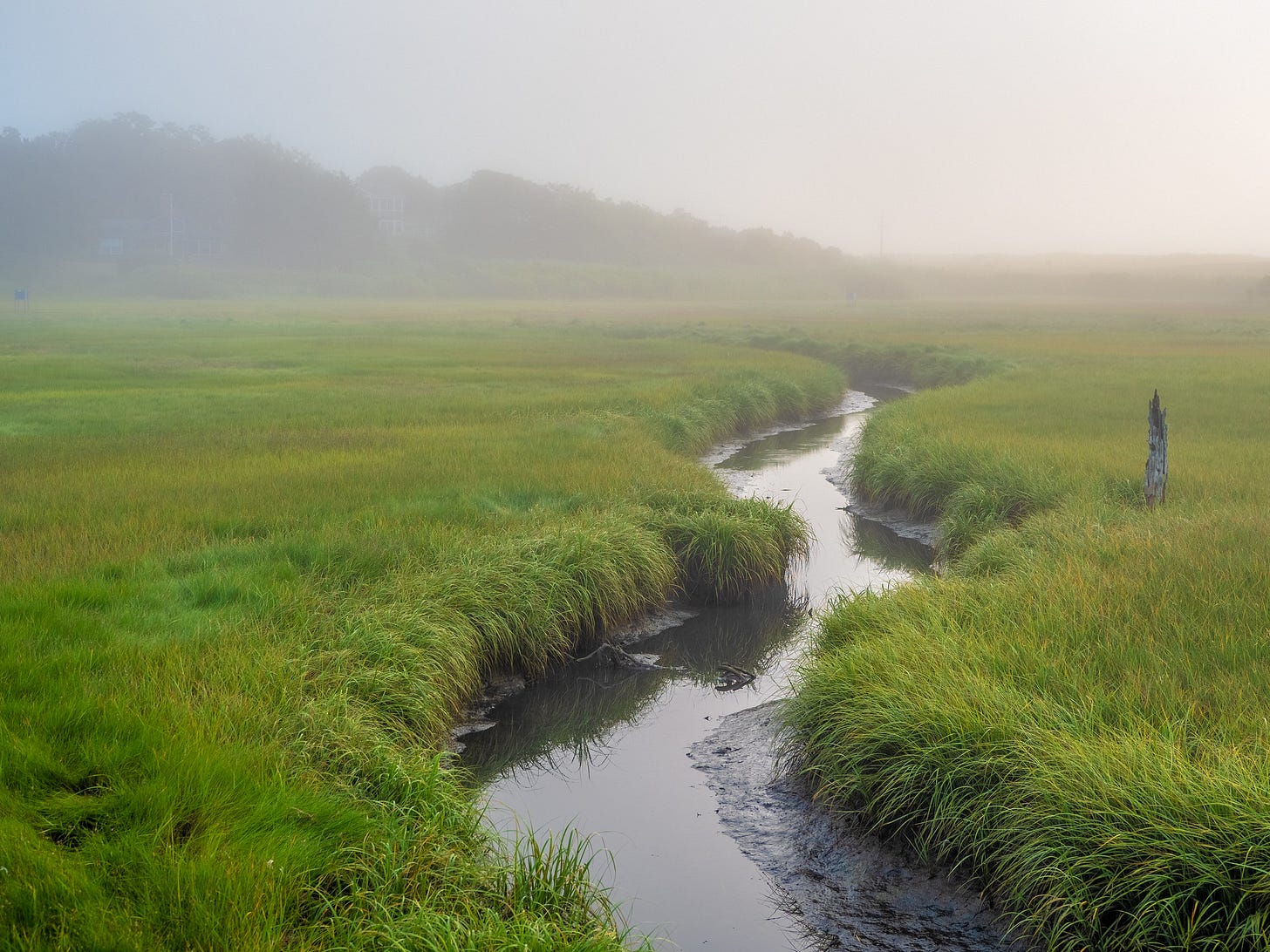 Salt Marsh