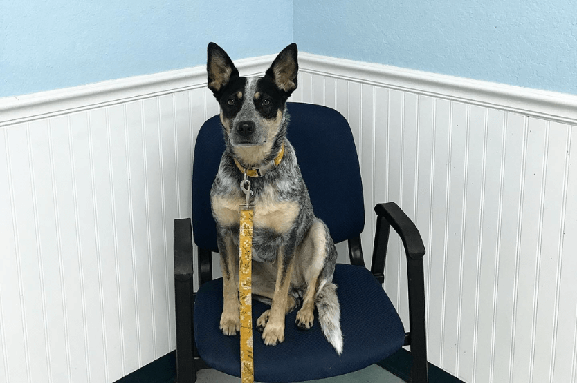 Scout the Australian cattle dog sits in a chair at our veterinary clinic exam room